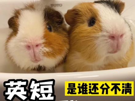 #荷兰猪 #豚鼠 #科普 品种科普,别再认错猪啦,你家的是什么品种呢😜
