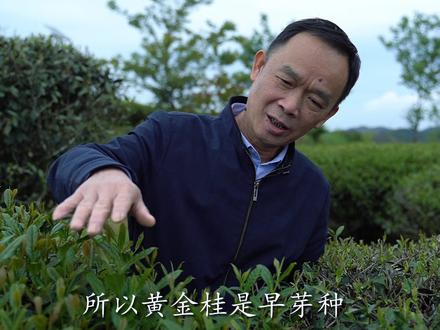 选择合适的品种,可以有效规避采摘时间上的扎堆#新茶上市 #制茶人 #爱喝茶的关注我 #安溪铁观音