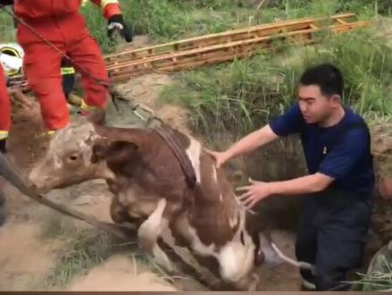 消防员发明“阿基米德救牛法”,智救坠坑牛牛🐂。@太原消防