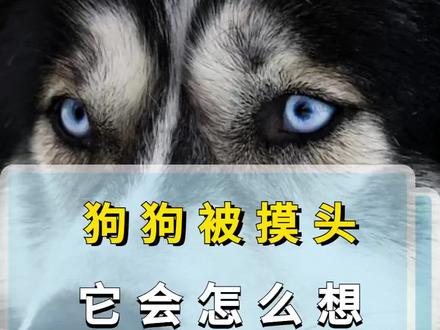 狗狗被摸头,它会怎么想#宠物知识 #狗是人类最忠诚的朋友