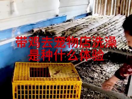 带只鸡去宠物店洗澡是种什么体验?#跟着抖音学做菜#乡村生活@大耳朵姥爷