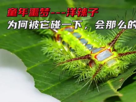 童年噩梦--洋辣子,为何被它碰一下会那么的痛呢? #昆虫 #科普一下 #洋辣子 #虫子