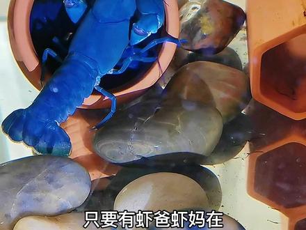 一窝小虾被我霍霍的就剩十几只了!哎!你等下一窝我定能帮你们把孩子照顾好!#天空蓝魔繁殖 #鳌虾产卵