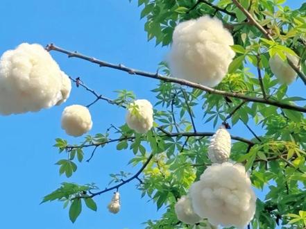 广州的树上会长小羊?#广东 #异木棉 #咩 #棉花 #同程旅行