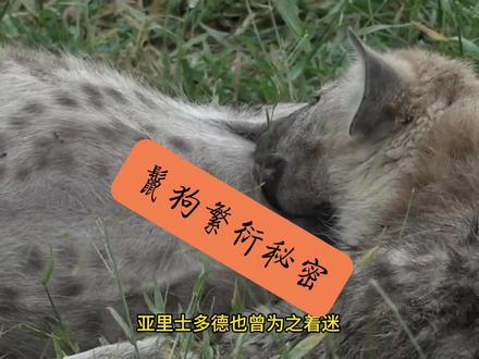 鬣狗繁衍的秘密 #内容启发搜索