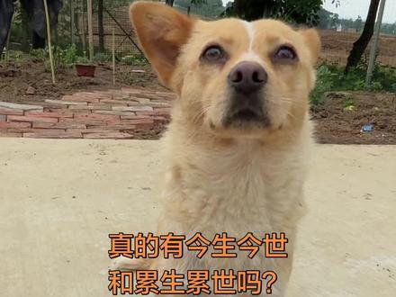 真的有今生今世、和累生累世吗?#村头程总 #狗狗 #狗狗的心思都写在脸上了 #狗狗成精了