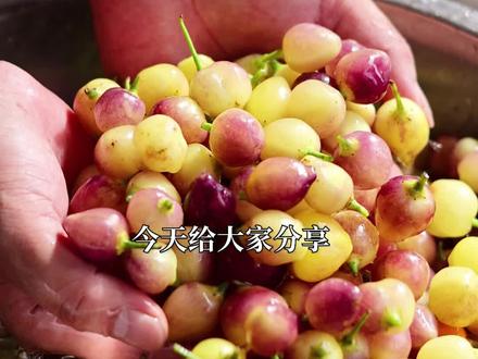 今天来个七彩椒简单易懂的泡制方法,香辣脆口,酱香浓郁,评论区说说你是怎么泡的?#广西七彩泡椒 #五彩椒