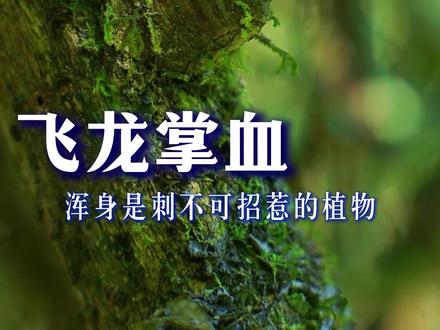 一个名字听上去就霸气的植物,一般人根本近不了它的身, 来看看你见过吗?#涨知识 #科普 #我的乡村生活 #有趣的知识又增长了 #农村生活