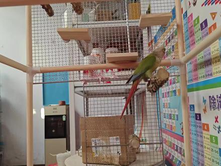 给小鹦鹉们搭建一个游乐园吧 #养鸟经验分享 #鹦鹉