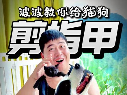 波波教你给猫猫狗狗剪指甲! #是宠物更是家人 #剪指甲 #猫咪 #狗狗 #治愈