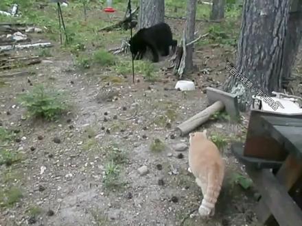家猫的巅峰之战:两次展示“猛虎扑食”,打的狗熊也爬到树上躲避 #野生动物 #狗熊 #家猫日常 #善待动物