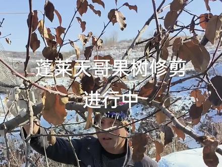 #抖音助农 #蓬莱天哥#来抖音学农技 @农广新天地