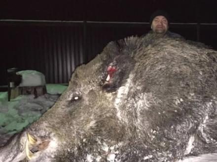 这头野猪重量惊人,比老虎都要大,猎人都震惊了 #奇闻趣事 #野猪 #动物世界 #老虎 #猎人 #科普