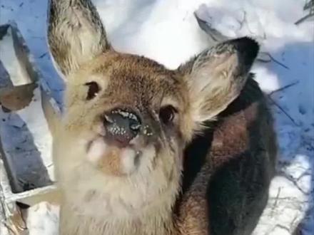 傻狍子到底有多傻?傻到这份上都没灭绝,为什么遇到人类就怂? @抖音青少年 @西瓜视频 #萌知计划 #动物植物