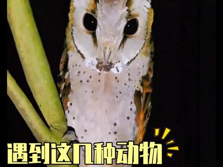 遇到出现这些行为的动物不要靠近立马跑! #动物怪异行为 #猫狗感染狂犬病 #藏马熊 #动物行为学 #冷知识