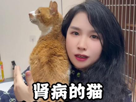 肾病的猫别放弃,纯案例分享,希望能帮到大家#科学养宠攻略 #养猫经验分享 #新手养猫 #猫肾病 #干细胞