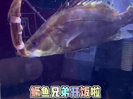 轮到红纹鳜鱼出镜啦#糯米年糕爸 #红纹鳜鱼 #养鱼