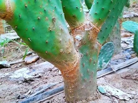 植物饮品:每天来上一杯仙人掌榨汁饮料,你会发现很多惊喜。#仙人掌 #梨果仙人掌 #植物饮品 @DOU+小助手