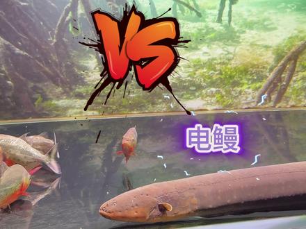 电鳗大战食人鱼!#动物世界 #电鳗