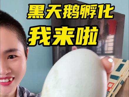 终于孵上黑天鹅了#黑天鹅孵化 #黑天鹅种蛋 #黑天鹅孵化过程