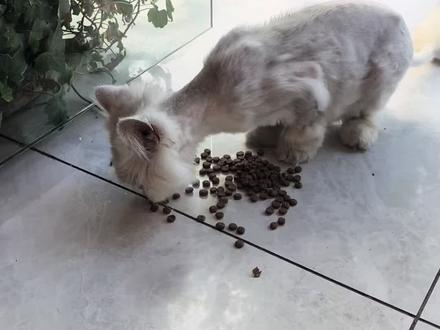 谁家小猫丢了 #流浪猫也是可爱的猫宝宝 #蒋啸寅扇艺 #小虎折扇 #流浪猫救助 #喂猫🐱ing