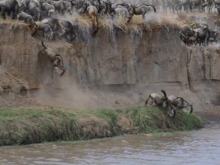 东非大迁徙:食草动物们的淘汰大赛,同时也是捕食者们的狂欢盛宴 #野生动物 #角马 #野生动物零距离 #保护动物