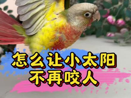 怎么让小太阳鹦鹉不再咬人 #鹦鹉鹦鹉萌萌哒逗鹦鹉 #鹦鹉小白 #鹦鹉 #养鸟经验分享 #养鹦鹉日记