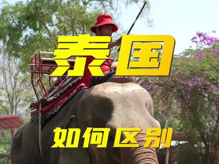 萨瓦迪卡!泰国国兽大象!#泰国旅游 #泰国 #萨瓦迪卡 #大象 #泰国生活