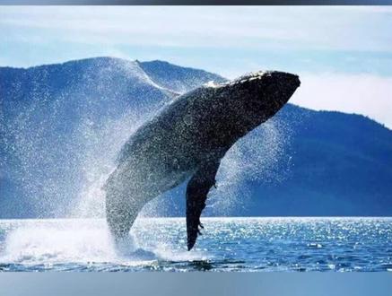 你知道座头鲸捕猎鱼群的绝招是什么吗?视频告诉你!!可别小瞧了座头鲸,它可比人类聪明多了!!#纪录片充电计划动物篇 #原创剪辑 #鲸