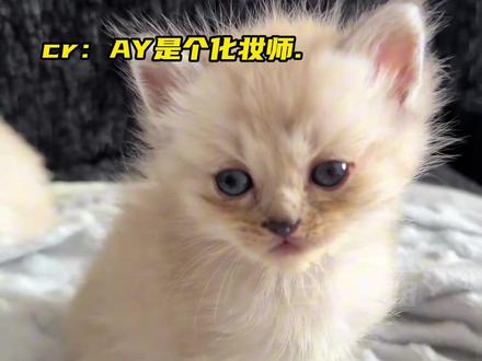宝宝…你是一只小老咪#猫咪#猫粮#万万没想到#可爱#雷霆