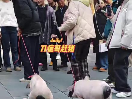 刀疤哥玩开心了;赶猪@荒野刀疤哥 #荒野刀疤哥 #刀疤哥#观众视角 #原创视频