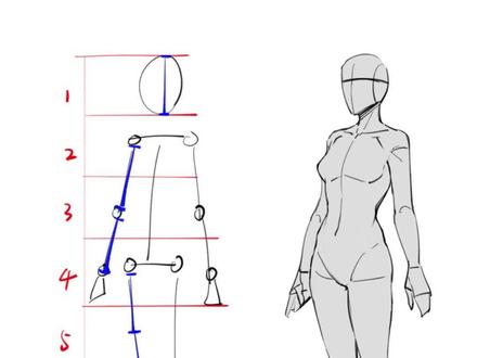 零基础向人体比例快速入门教程! 绘画收徒敲111不用mi#画画 #procreate绘画 #人体 #绘画 #绘画教程