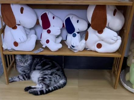 用废纸皮DIY 颜值超级高的猫猫秋千 教程视频~ #猫窝制作 #DIY手工 #diy猫窝 #diy猫玩具 #纸皮diy