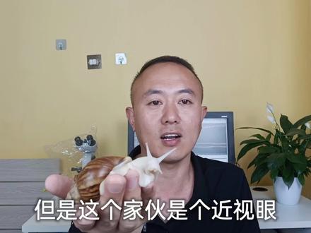 法国白玉蜗牛放大600倍,告诉你它是怎么呼吸的,眼睛在哪里