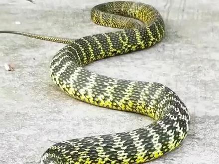 这是什么蛇,有毒吗#科普 #蛇🐍 #涨知识