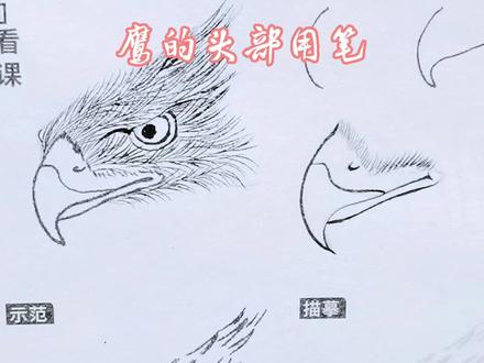 中国画白描鹰的画法#手绘 #画画 #国风古韵 #零基础学画画 #感谢抖音我要上热门