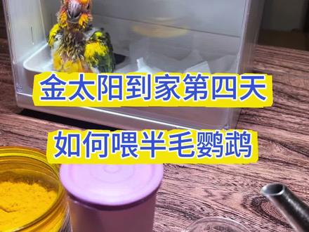 如何喂半毛鹦鹉 为什么你家的小鹦鹉不喝奶
#鹦鹉 #金太阳鹦鹉 #萌宠互动 #知识分享 #科学喂养