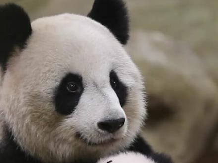 圆嘟嘟和欢黎黎的成长历程,欢欢和园子续约到2027年了,姐妹俩2025年回国#大熊猫圆嘟嘟 #大熊猫欢黎黎 #法国大熊猫 #博瓦勒动物园