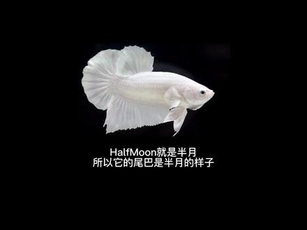 神奇的小鱼在哪里?斗鱼02#愿所有的美好和期待都能如约而至 #原创 #治愈世界治愈你 #所遇皆美好 #喜欢就关注我吧