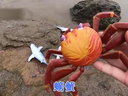 认识海洋动物#儿童动画片 #早教启蒙之认动物 #动画早教启蒙