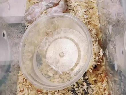 #宠物蛇 #玉米蛇 #爬宠日常 还有不知道蛇是怎么蜕皮的吗,一起来看看吧,炒鸡解压。无毒宠物蛇