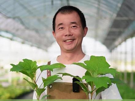 怎样养好栎叶绣球,注意这三点就够了。#栎叶绣球 #花卉绿植 #清风园艺 #栎叶绣球和声