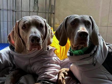 这真的是救助吗,为什么最后是这种结果?#狗 #宠物 #威玛猎犬 #救助流浪狗 #无锡