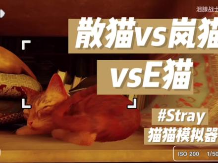 Stray猫猫模拟器|三只猫猫对比
岚喵 散喵 E喵~
#泪腺战士 #岚少 #Stray #逍遥散人 #老E @中视频伙伴计划官号