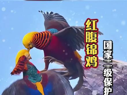 终南山惊现“火凤凰battle”!网友:这架吵得比宫斗剧还精彩!近日,西安网友在终南山公路边邂逅两只红腹锦鸡,看似在闹别扭,实则是🔥两只“火凤凰”battle!车来了都不躲。茶茶科普⏰:这俩可是国家二级保护动物红腹锦鸡!中国特有的“火凤凰”,为祥瑞的象征而广受喜爱。路遇“火凤凰”请勿投喂!#野生动物零距离#茶茶野保法宣
