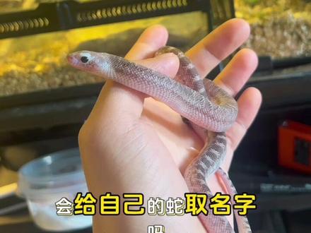 你们家蛇有名字吗? #爬宠 #宠物蛇 #牛蛇