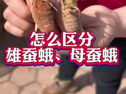 东北蚕蛾来啦,你吃过吗#蚕蛾#母蚕蛾#雄蚕蛾