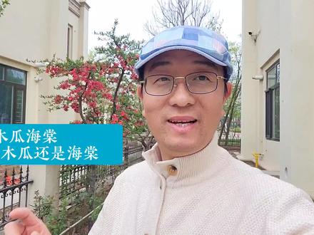 木瓜海棠到底是木瓜还是海棠#园艺#木瓜海棠#橘子陈