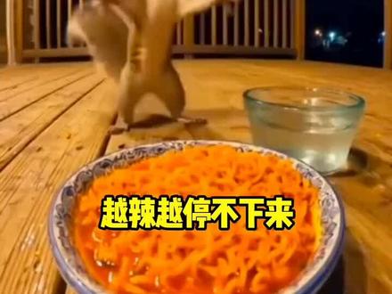 吃火鸡面的松鼠,越辣越停不下来,哈哈哈#超级搞笑 #动物搞笑视频