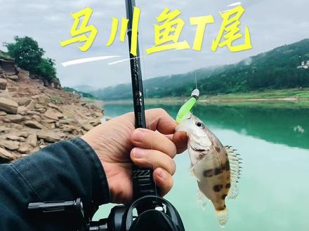 马川鱼T尾路亚鳜鱼实战分享 #驯鱼高手马川鱼 #驯鱼高手 #路亚鳜鱼 #荣鳜畅玩版 #德米克银翎水滴轮